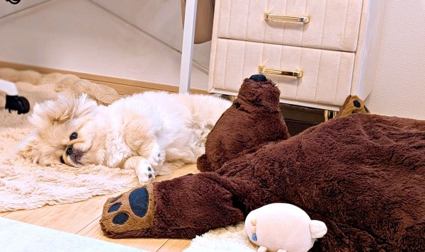 お気に入りのクマのぬいぐるみと一緒に寝そべるどんきちくん（画像提供：ペキのどんきちさん）