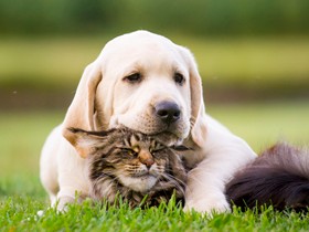 参加者募集！　ペットロスが心配な方へ、今から学ぶグリーフケア