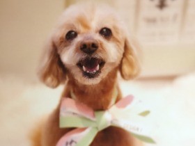 ９カ月ぶりのトリミングで、愛犬がライオンから子鹿に⁉