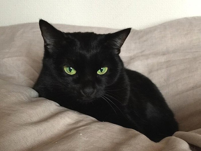 美人猫に成長した