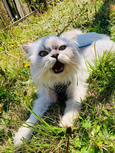 お外遊びが大好きなシロ。甘えん坊でおおらかな性格（山下さん提供）