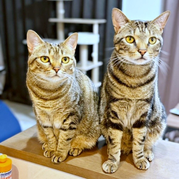 カウンター上にせいぞろい！ （左から）ナラちゃん、シンバくん（画像提供：シンバとナラさん）