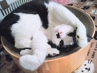 生前のフェルゼンくん