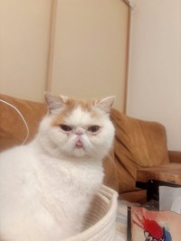 舌をしまい忘れるおじゃるちゃん（提供：エキゾのおじゃるちゃん）