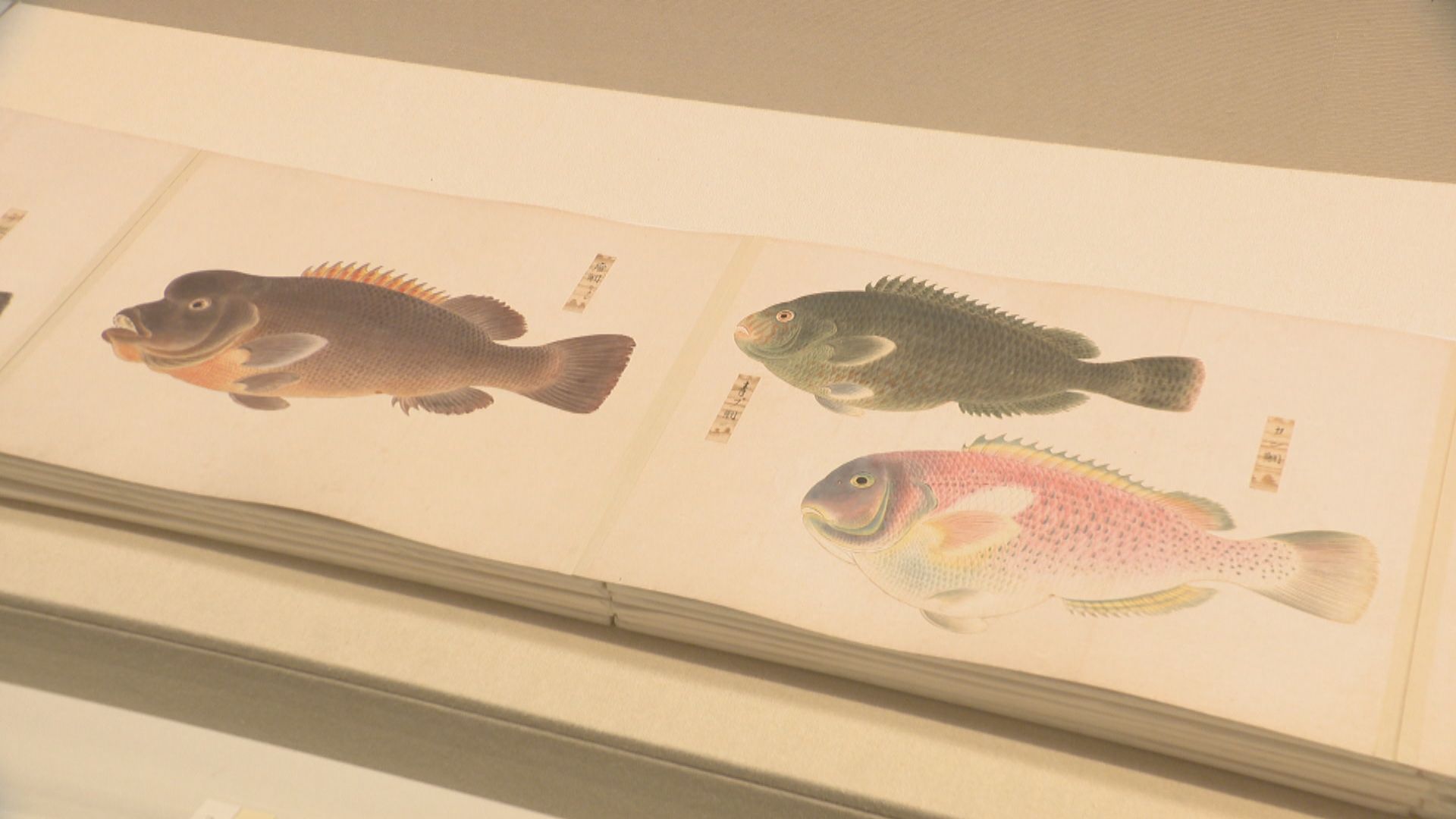 まるで写真！江戸時代に描かれた写実作品の展覧会 香川県立