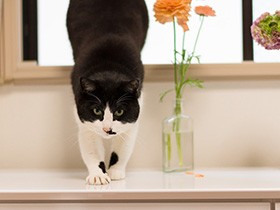 元野良猫「ぽんた」久しぶりの血液検査　ぬぐえないモヤモヤ感（21）