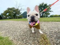 お散歩も楽しめるようになった