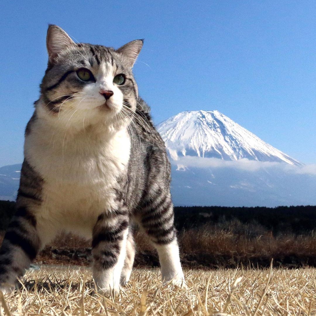 倉庫で生まれて保護されたニャン吉くん 外出好きが高じてニャンと47都道府県巡る｜まいどなニュース