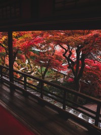 風流な紅葉の風景 ※はるはらさん提供
