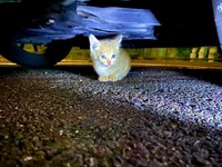 車の下でうずくまっていたきなこくん（画像提供：まっちゃさん）