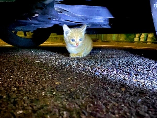 車の下でうずくまっていたきなこくん（画像提供：まっちゃさん）