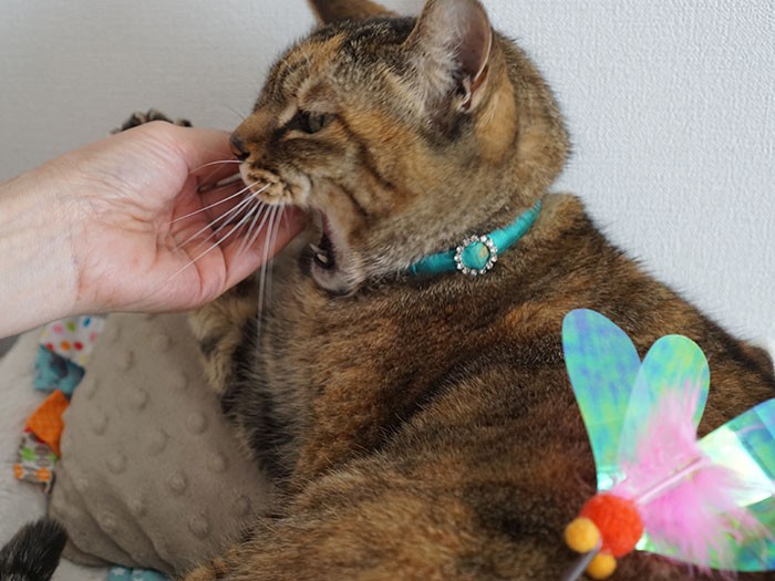 「かまないとわからないかしら」