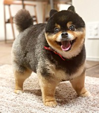 笑顔ともふもふの被毛がキュートなたろ吉ちゃん（画像提供：たろ吉(メスのポメ)の飼い主さん）