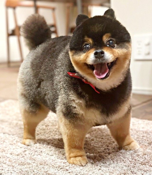 笑顔ともふもふの被毛がキュートなたろ吉ちゃん（画像提供：たろ吉(メスのポメ)の飼い主さん）