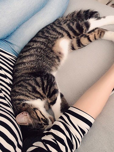 初めて家に来た日に、このくつろぎよう（さわこさん提供）