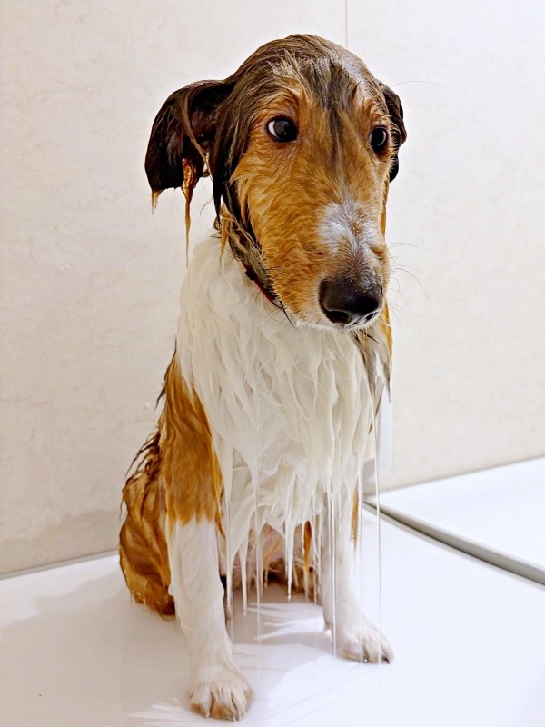 まるで別犬！？ シャンプーしたらぺったんこになったベルカくん（画像提供：ジト目のベルっち シェルティさん）