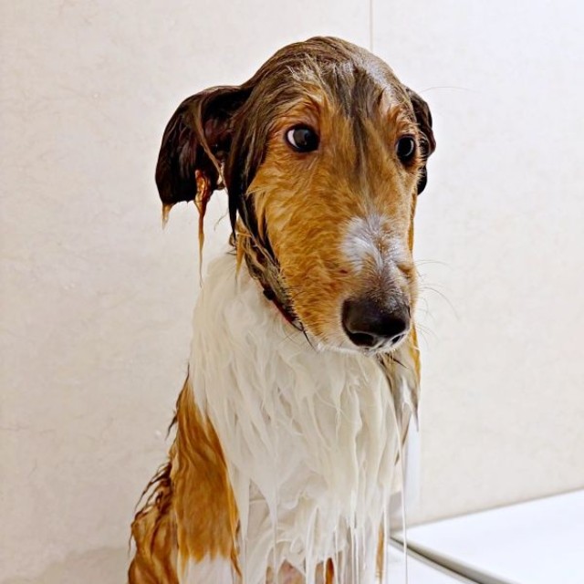 まるで別犬！？ シャンプーしたらぺったんこになったベルカくん（画像提供：ジト目のベルっち シェルティさん）