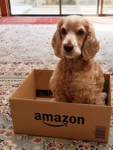 アミ－（ＣＡＰＰチーム提供）