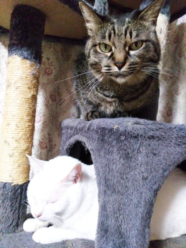 キャットタワーで同居猫とくつろぐレモンちゃん（画像提供：バニラさん）