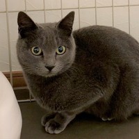 コンビニ店長のおかげで無事に保護されたグレコちゃん