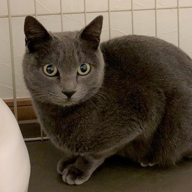 コンビニ店長のおかげで無事に保護されたグレコちゃん