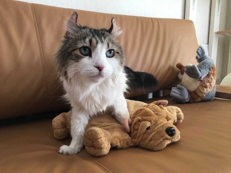 悲しいけどペットロスにはならなかった 天寿を全うした と思えるから 犬 猫との幸せな暮らしのためのペット情報サイト Sippo