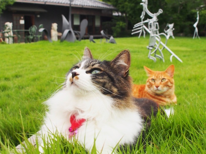 虎之介と瀬奈は、スタッフと共に出勤する通い猫。共に、元ノラ。