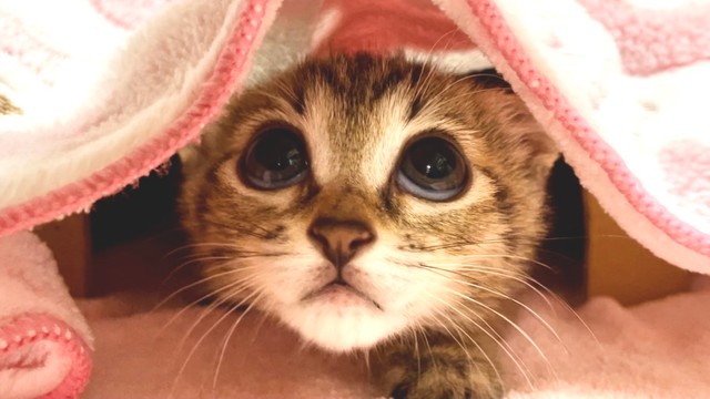 白目も可愛すぎ