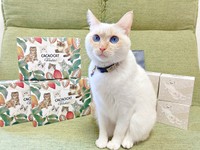 クッキー缶『CACAOCAT Bake』のパッケージモデルになった笹かま猫・ひなたちゃん（画像提供：hinataさん）