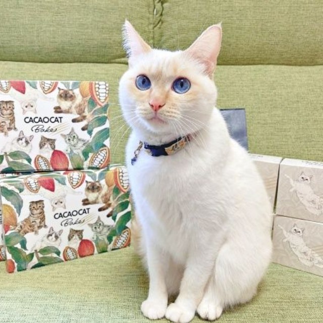 クッキー缶『CACAOCAT Bake』のパッケージモデルになった笹かま猫・ひなたちゃん（画像提供：hinataさん）