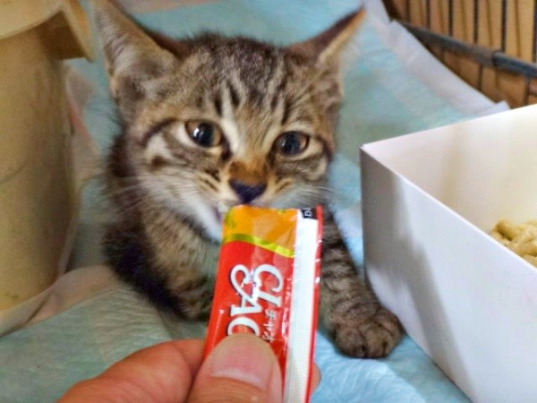 液状おやつを夢中で食べるキビくん（画像提供：やまざきうなむーさん）