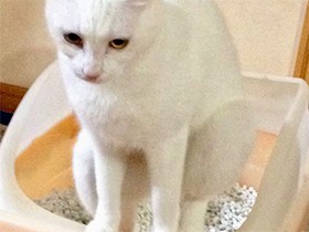 犬猫のおしっこには情報がたくさん　しぐさや色、量に異変があったすぐ尿検査を