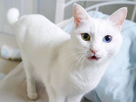 気配り上手な子だと思っていたのに…　白猫「珊瑚」、別猫のように甘えたに変身