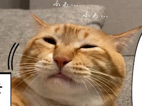 くしゃみ連発のお太りさま猫「ぐっぴー」　花粉症かと思いきや、衝撃の検査結果