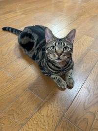 きょとん顔のはちべえくん…どこに行くにゃ？（はるとさん提供）