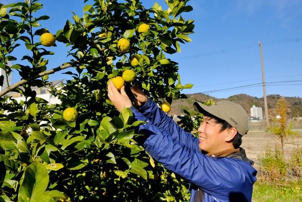 栽培が軌道に乗り始めたレモンを収穫する矢野さん（宮津市日置）