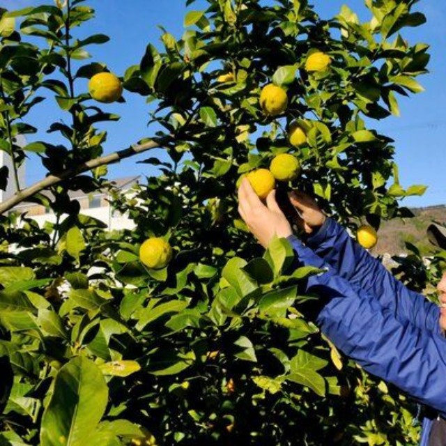 栽培が軌道に乗り始めたレモンを収穫する矢野さん（宮津市日置）