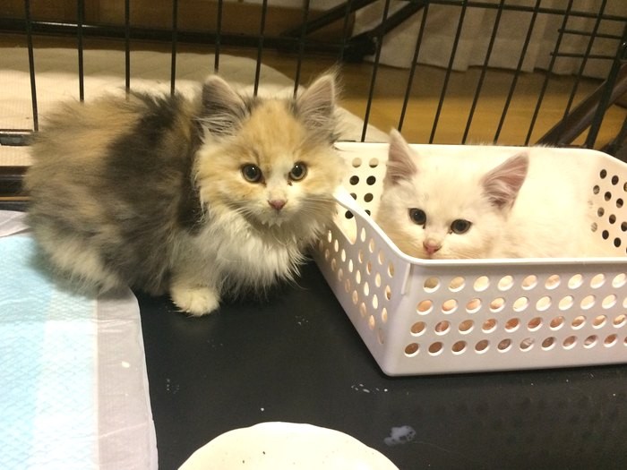 ピリカのあとに保護したヤムニとうぱし(写真提供舞香さん)