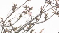 高松でサクラ開花　平年より2日、前年より1日早い開花　満開は約1週間後の見込み