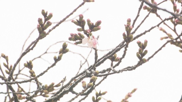 栗林公園　高松市栗林町　25日午前10時ごろ