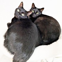 キャットタワーでぴったり寄り添う（左から）ごまちゃん、同居猫のクロちゃん（画像提供：ぺぺ太さん）