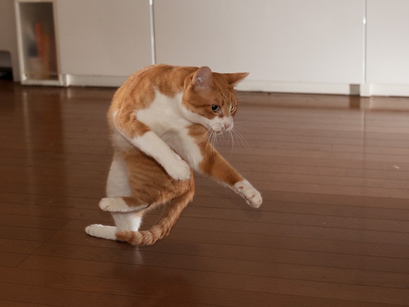 「決めポーズ」（小林写函撮影）