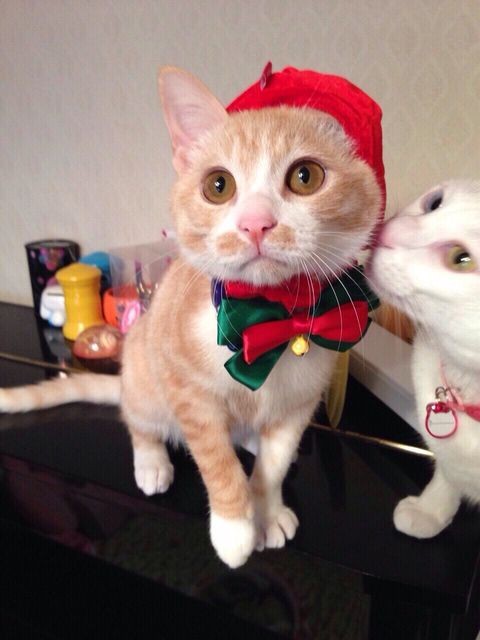 保護して2ヶ月後、隣りの白猫が先住のマリーちゃん