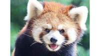 レッサーパンダ「しずく」　提供：池田動物園