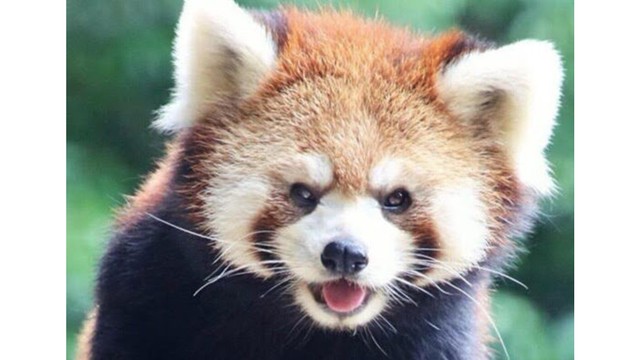 レッサーパンダ「しずく」　提供：池田動物園