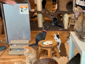 「保護犬猫に、家族との出会いを」　ジアイーノで快適な譲渡環境づくりを応援 