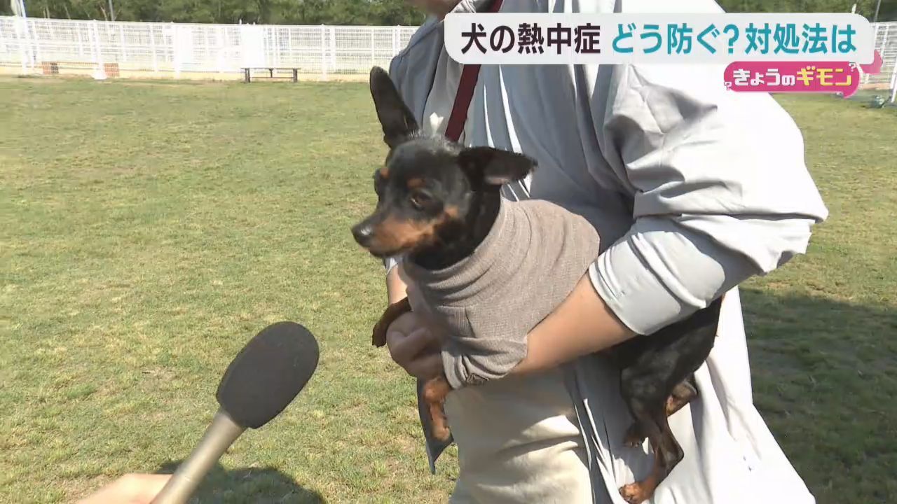人だけではなく犬も熱中症に　注意点を獣医に聞く