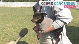 人だけではなく犬も熱中症に　注意点を獣医に聞く