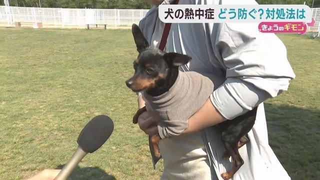 人だけではなく犬も熱中症に　注意点を獣医に聞く
