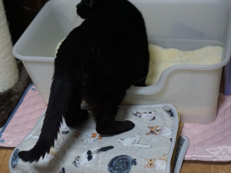 シーツを取っても大丈夫でした。むしろ使いやすそう